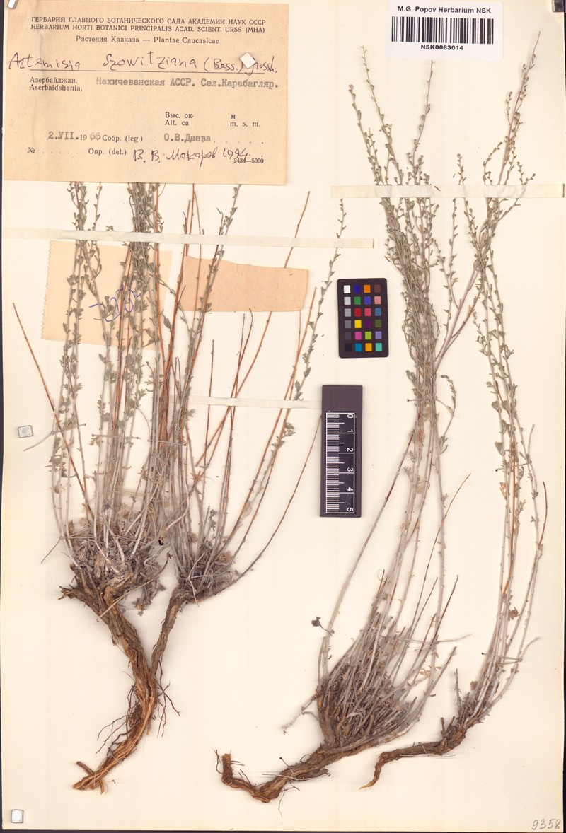 Artemisia szowitziana photo 2