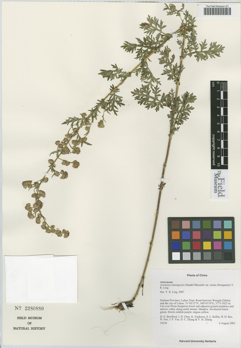 Artemisia tainingensis photo 3