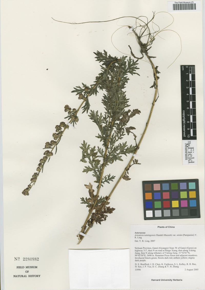 Artemisia tainingensis photo 4