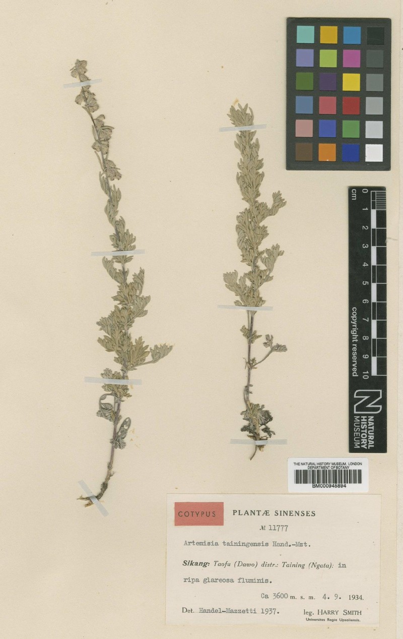 Artemisia tainingensis photo 5
