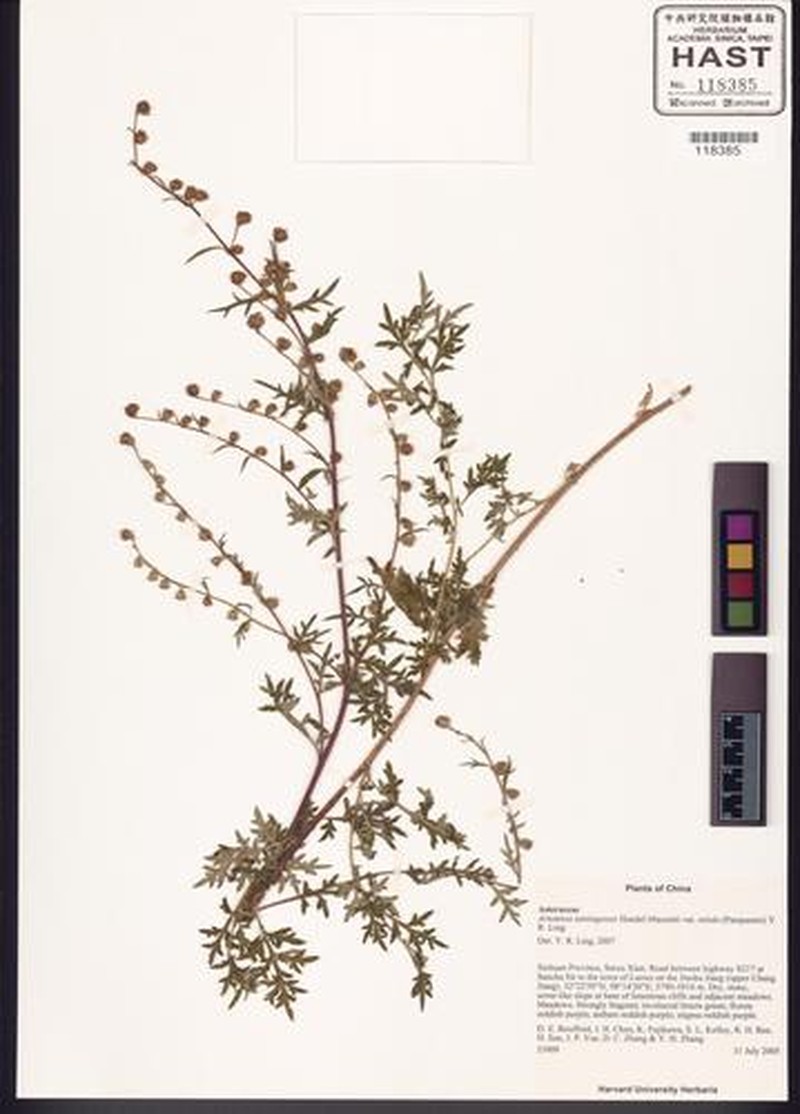 Artemisia tainingensis