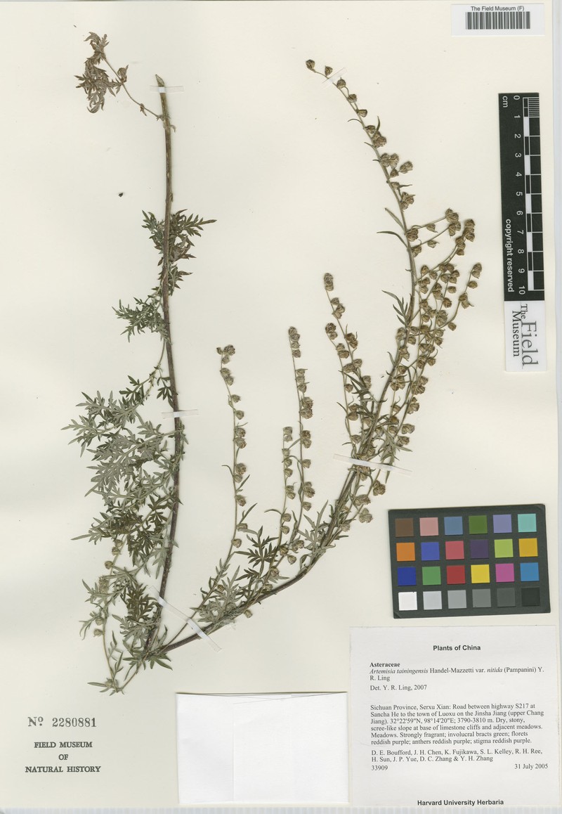 Artemisia tainingensis var. nitida
