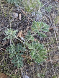 Yukon Wormwood