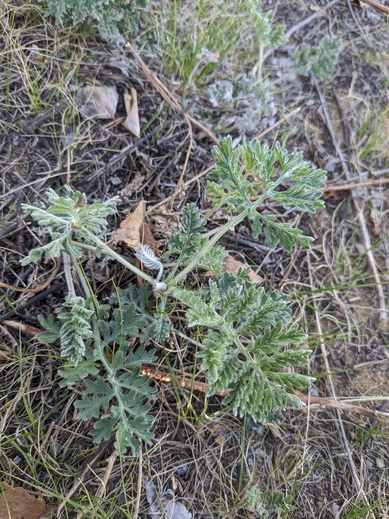 Yukon Wormwood