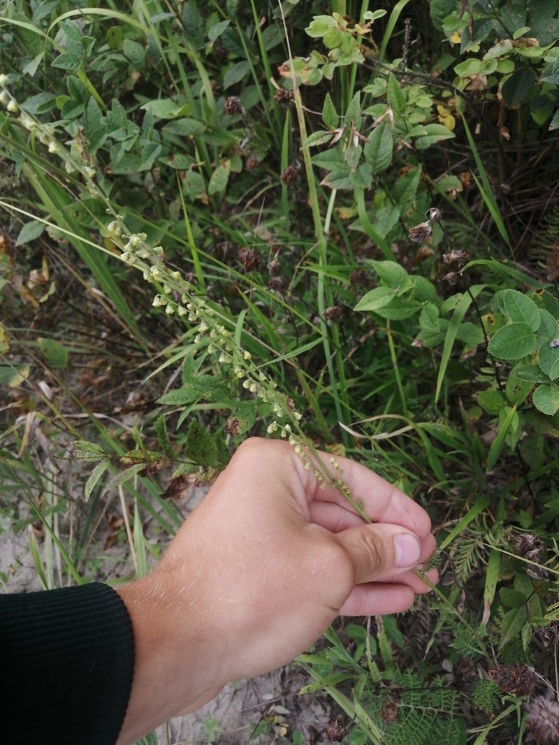 Yukon Wormwood photo 2