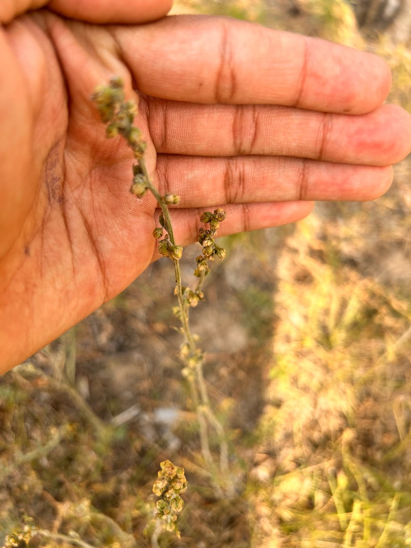 Yukon Wormwood photo 3