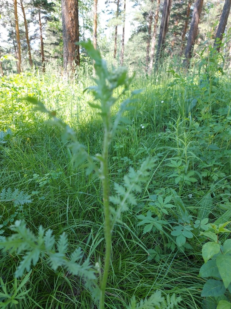 Yukon Wormwood photo 4