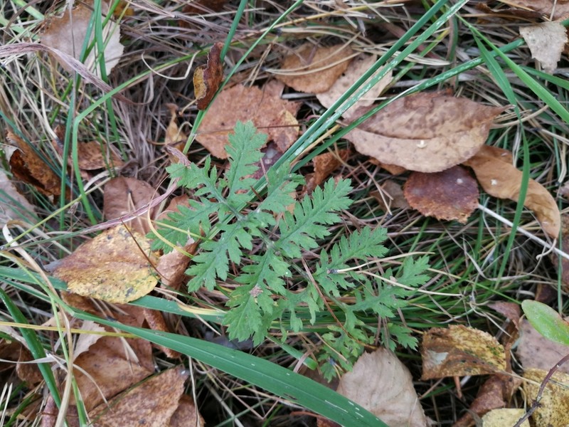Yukon Wormwood photo 5