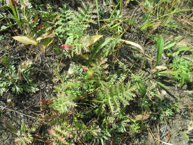 Yukon Wormwood photo 6