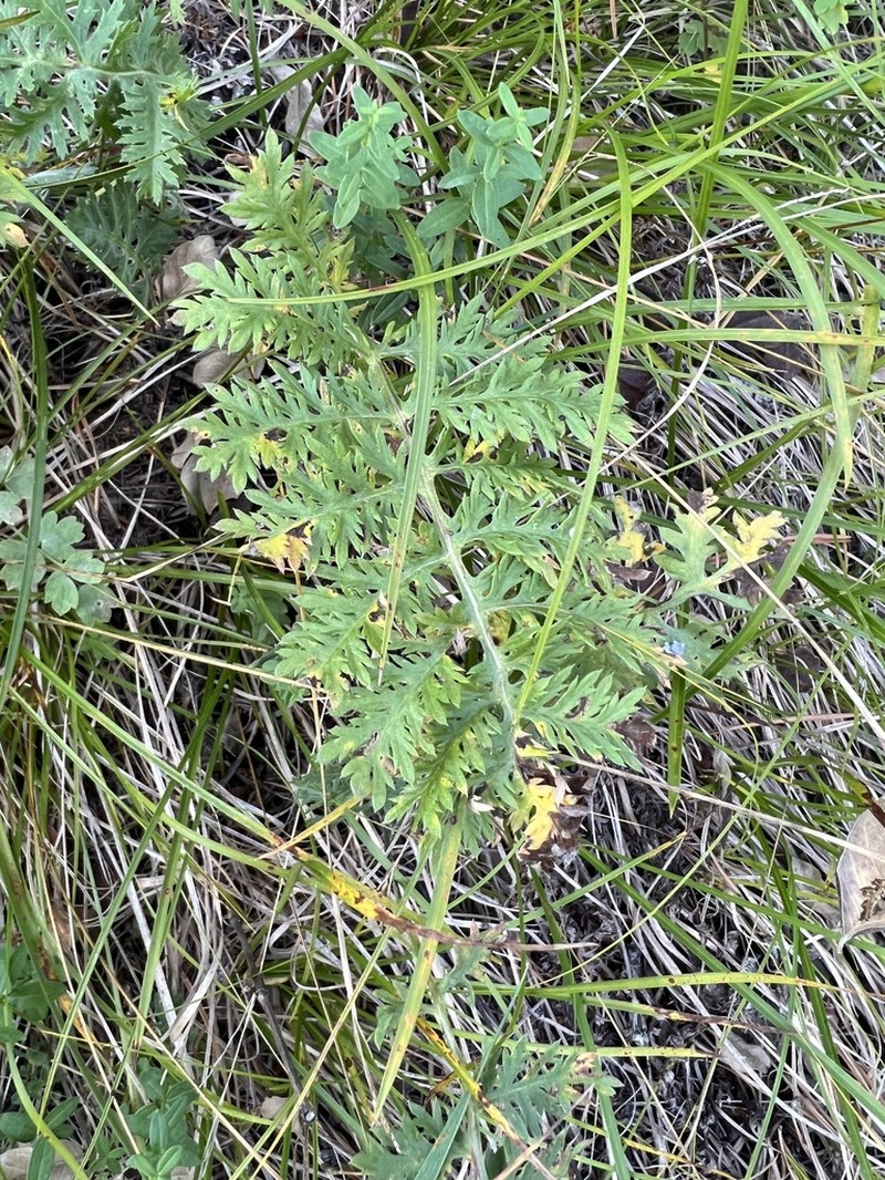 Yukon Wormwood photo 7
