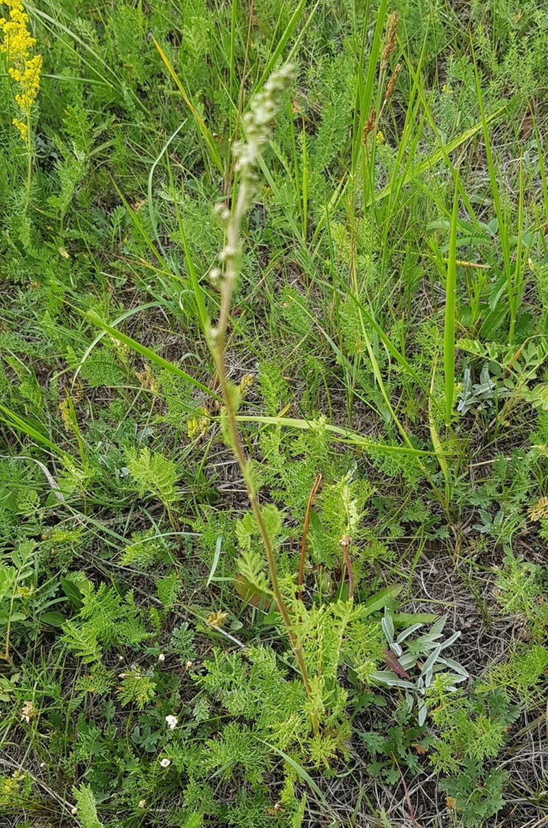 Yukon Wormwood photo 8