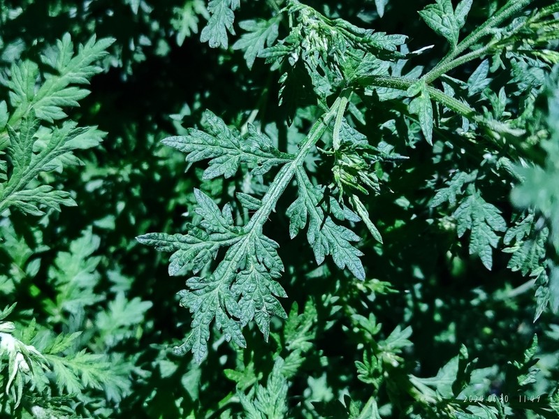 Artemisia tangutica