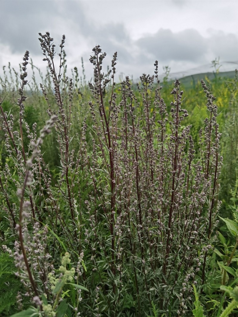 Artemisia tangutica photo 3