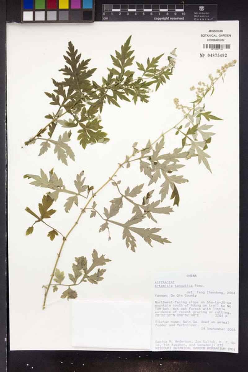 Artemisia tangutica photo 4