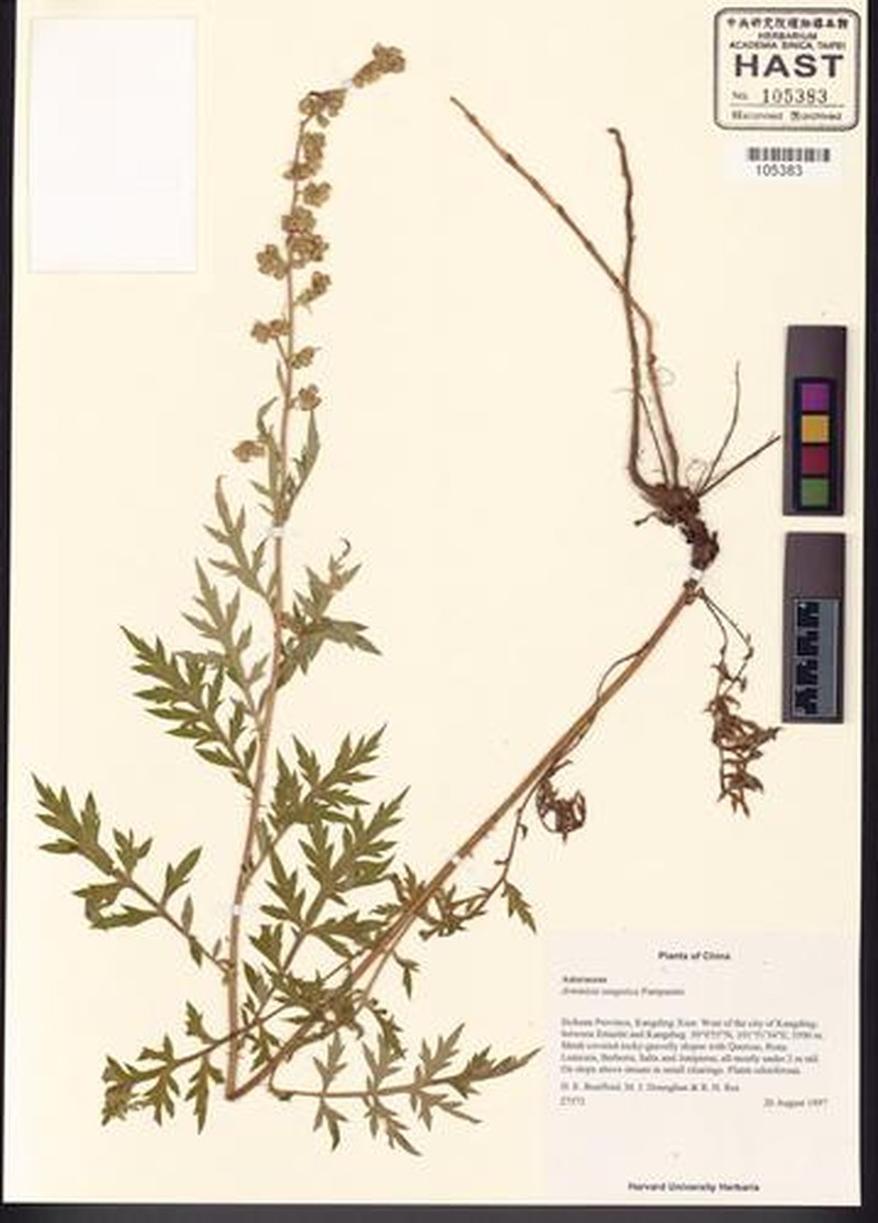 Artemisia tangutica photo 2