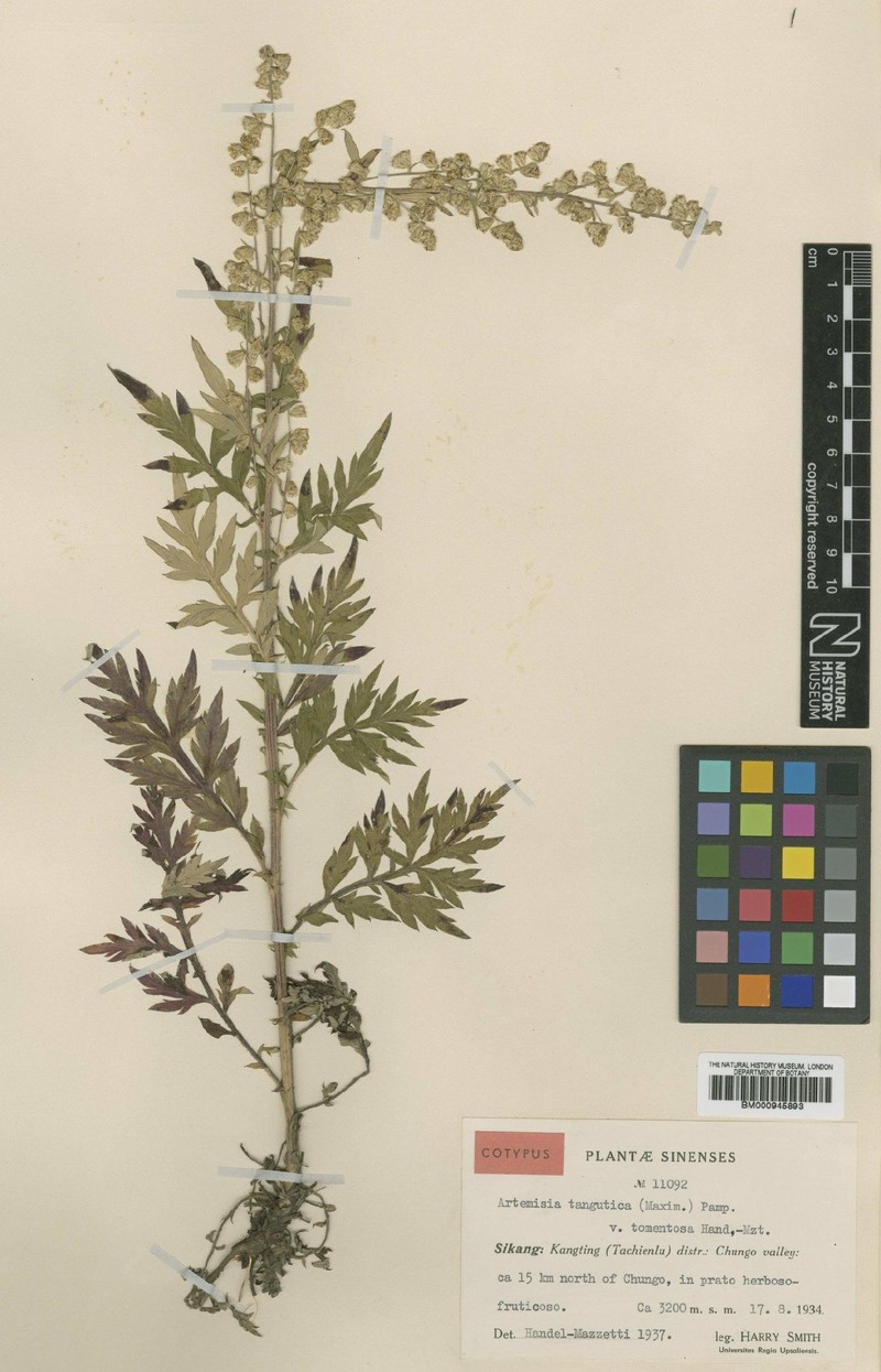 Artemisia tangutica var. tomentosa
