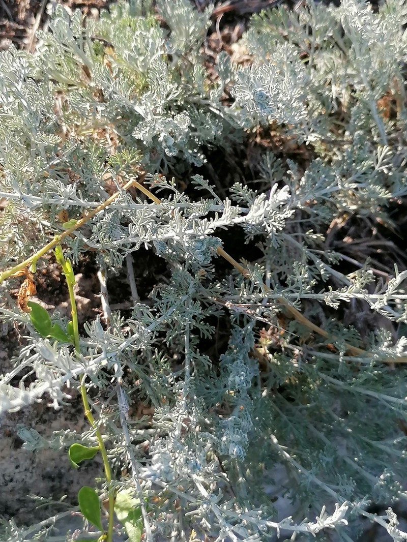Artemisia taurica