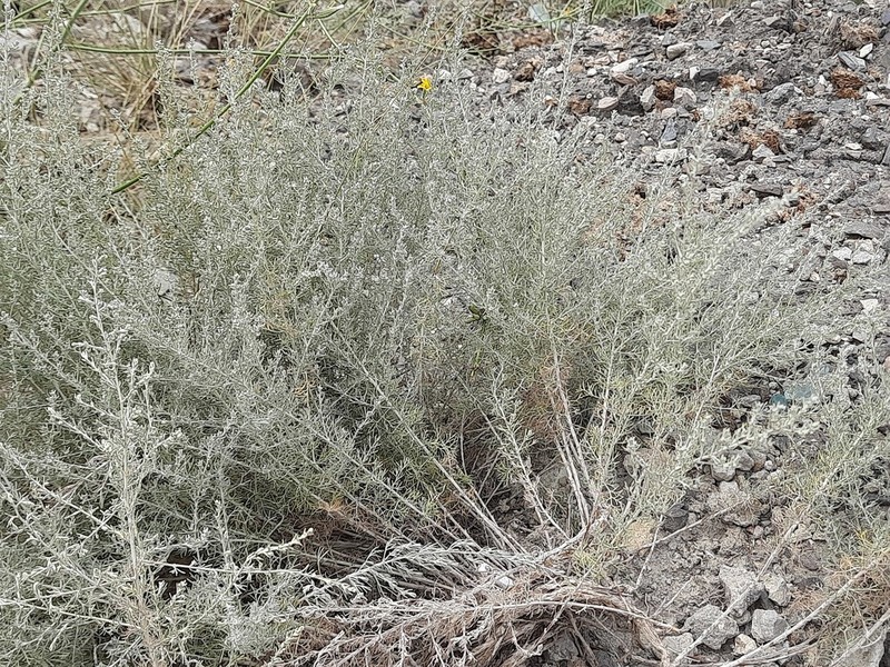Artemisia taurica photo 2