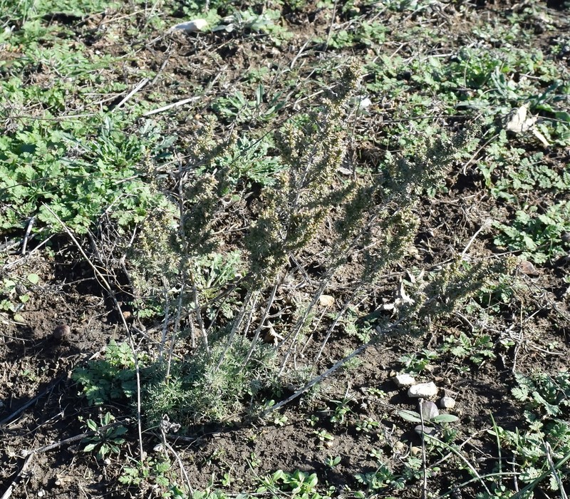 Artemisia taurica photo 3