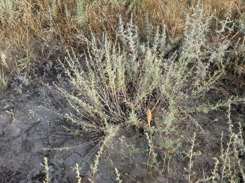 Artemisia taurica photo 5