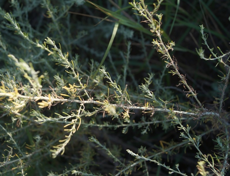 Artemisia taurica photo 6
