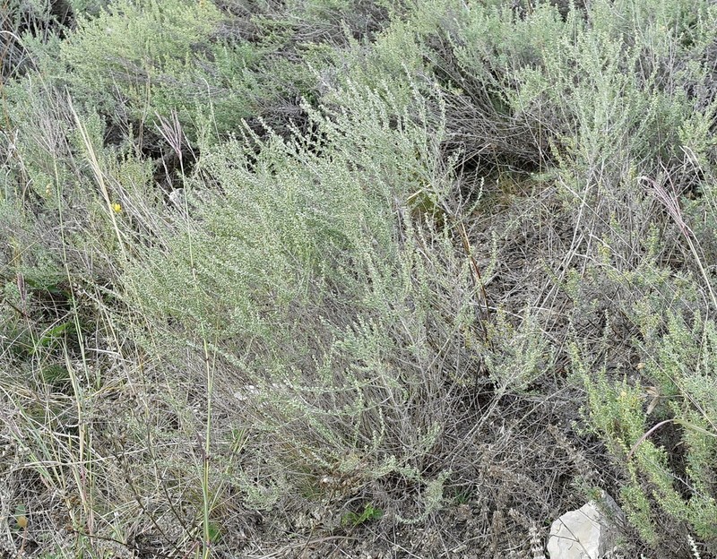 Artemisia taurica photo 7