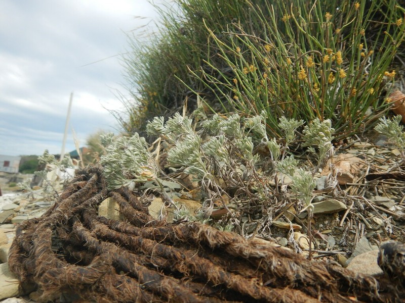 Artemisia taurica photo 8