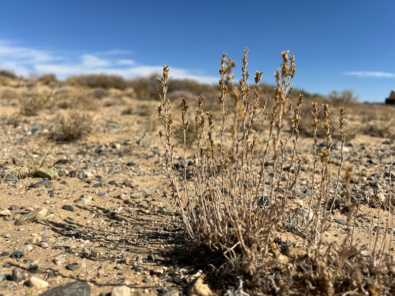 Artemisia terrae-albae