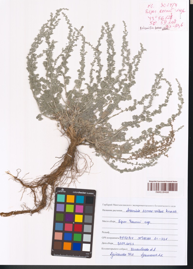 Artemisia terrae-albae photo 2