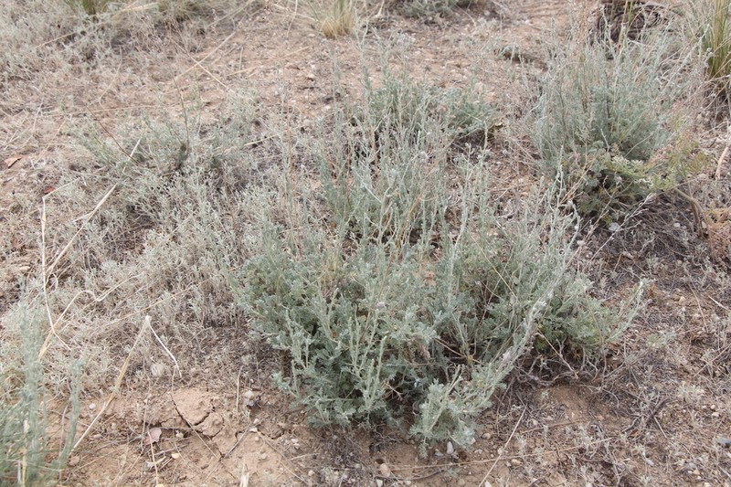 Artemisia terrae-albae photo 3