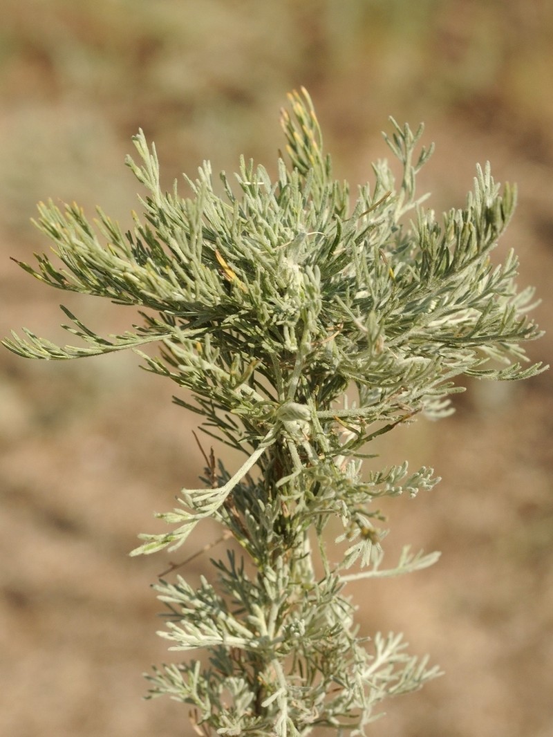Artemisia terrae-albae photo 4