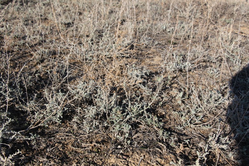 Artemisia terrae-albae photo 5