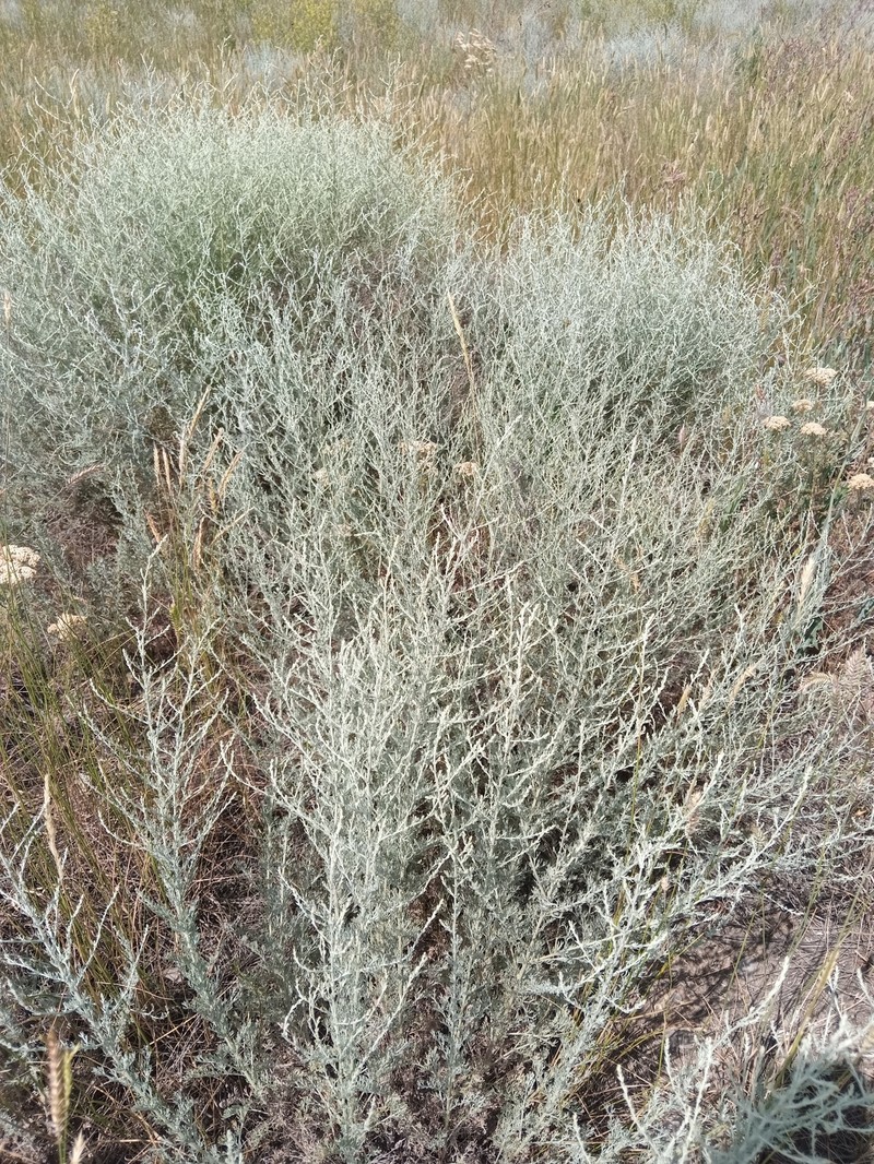 Artemisia terrae-albae photo 7