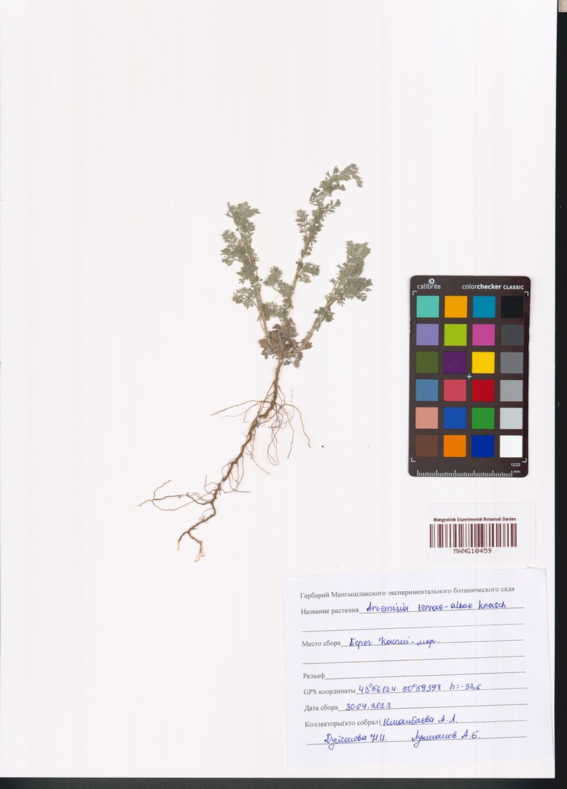 Artemisia terrae-albae photo 8