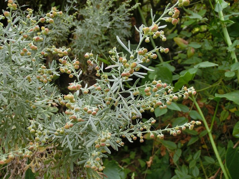 Artemisia thuscula