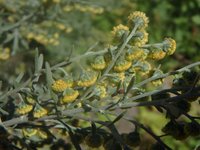 Artemisia thuscula