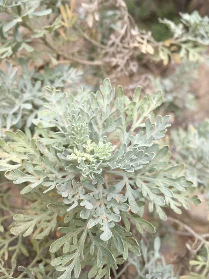 Artemisia thuscula photo 2