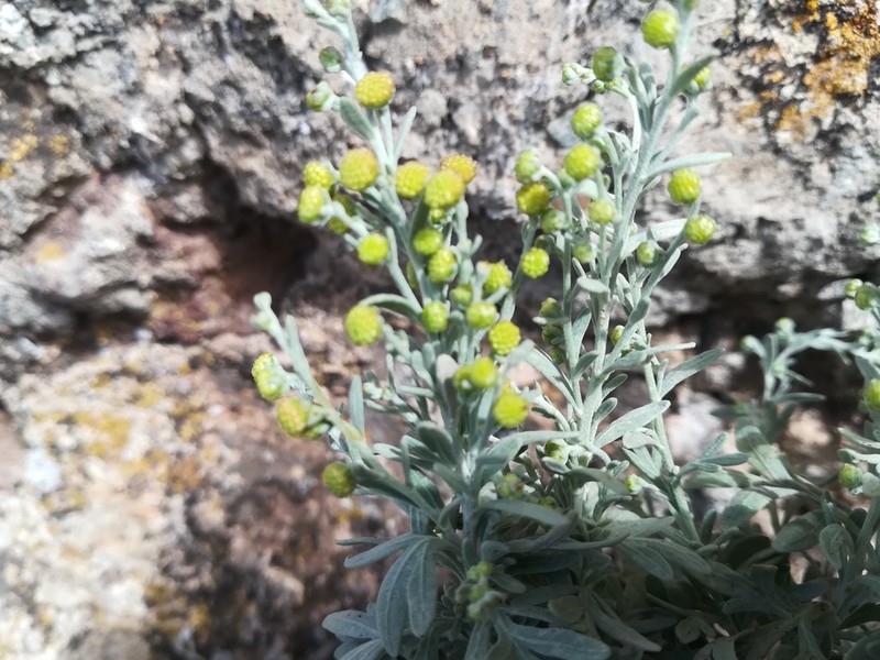Artemisia thuscula photo 3