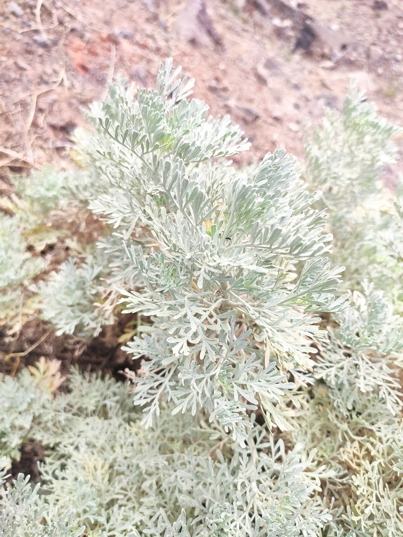 Artemisia thuscula photo 4
