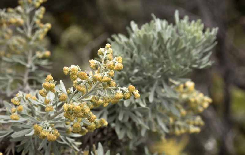 Artemisia thuscula photo 5