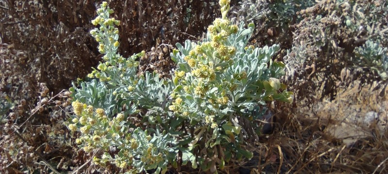 Artemisia thuscula photo 6