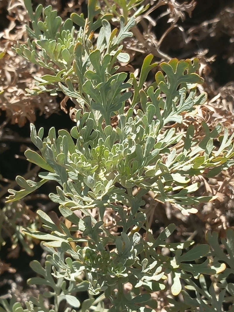 Artemisia thuscula photo 7