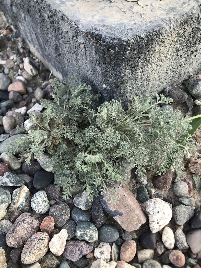 Artemisia tianschanica
