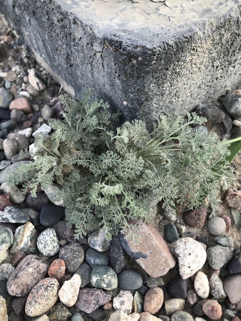 Artemisia tianschanica photo 3