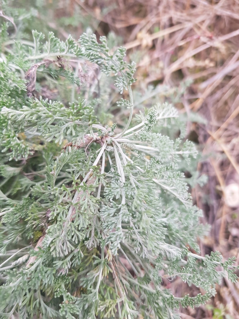 Artemisia tianschanica photo 4