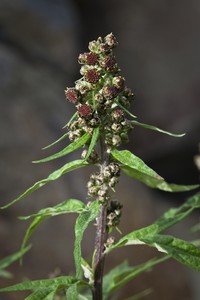 Tilesius' Wormwood
