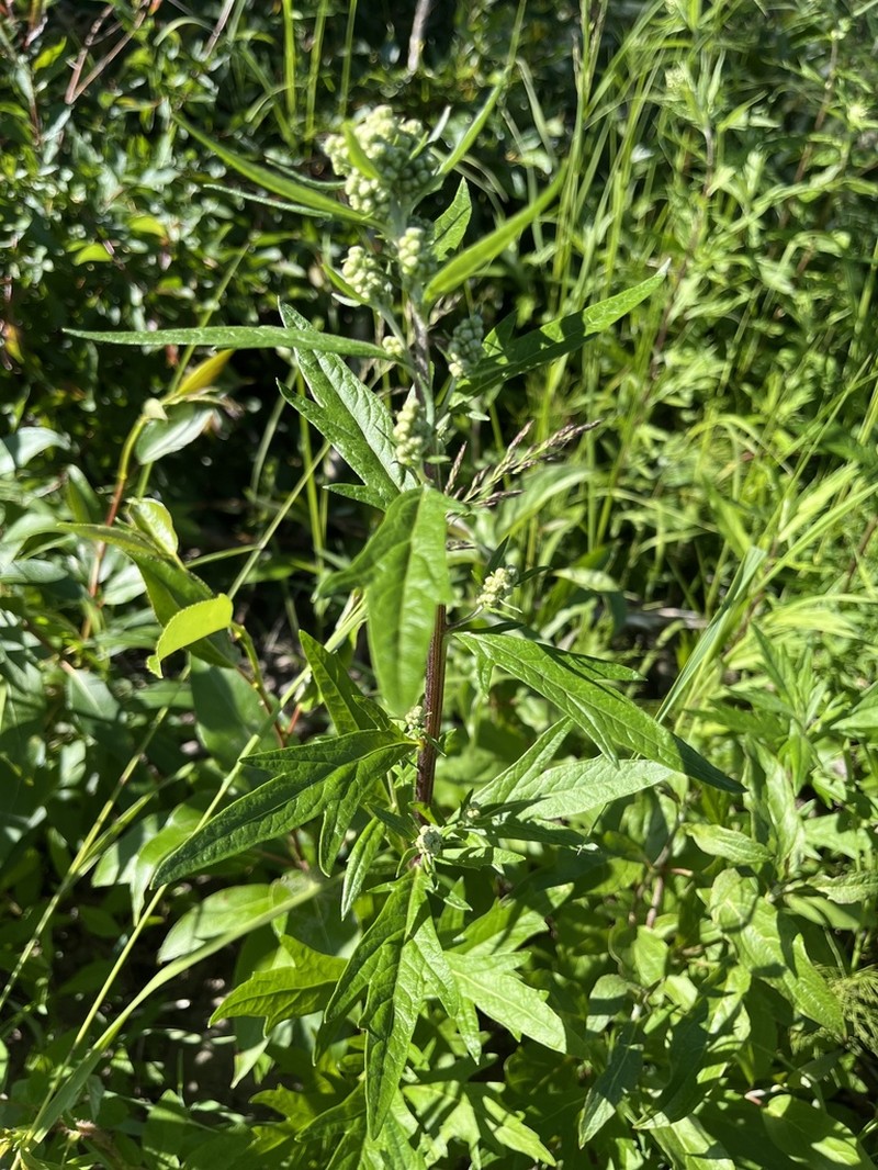 Tilesius' Wormwood photo 3