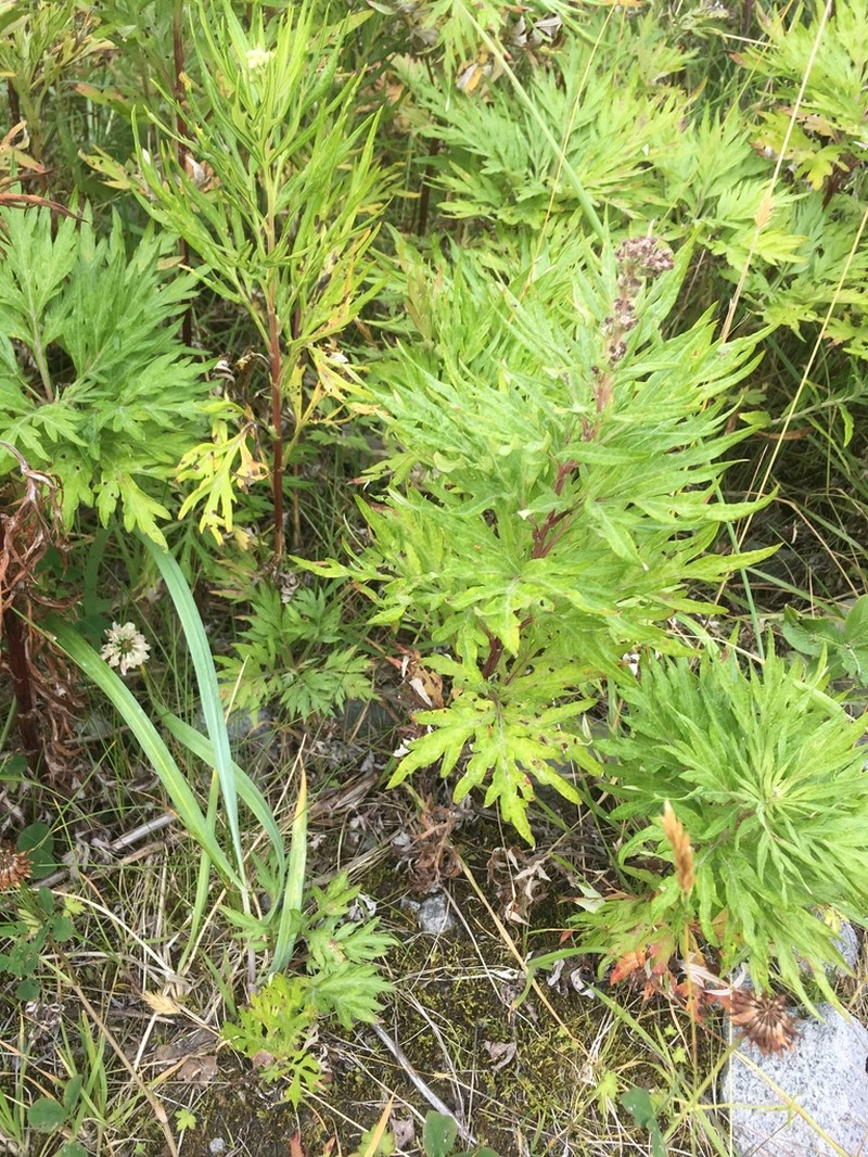 Tilesius' Wormwood photo 4