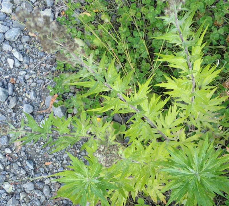 Tilesius' Wormwood photo 7