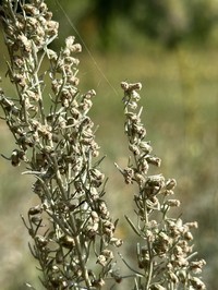 Artemisia tomentella